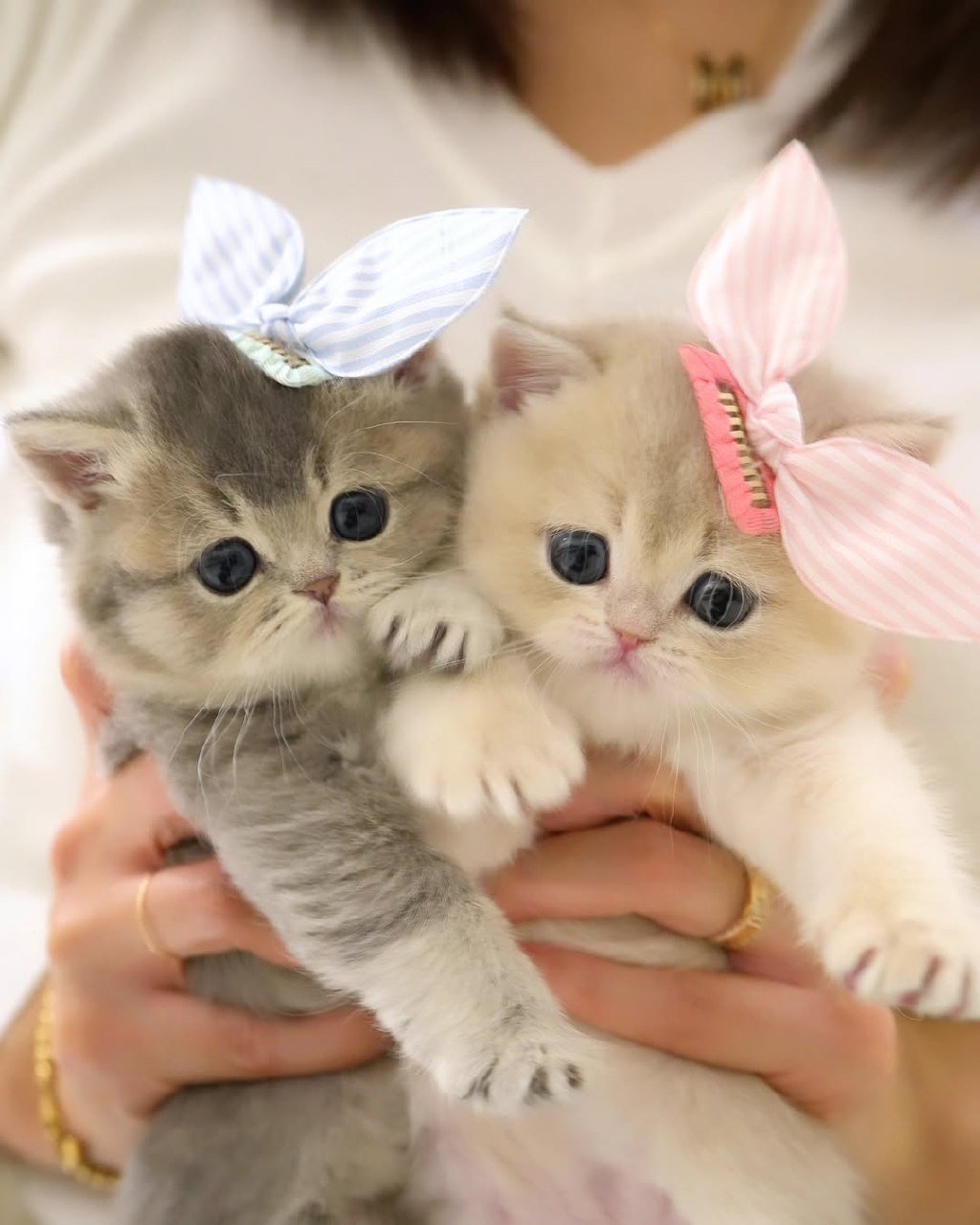 Munchkin kittens Florida